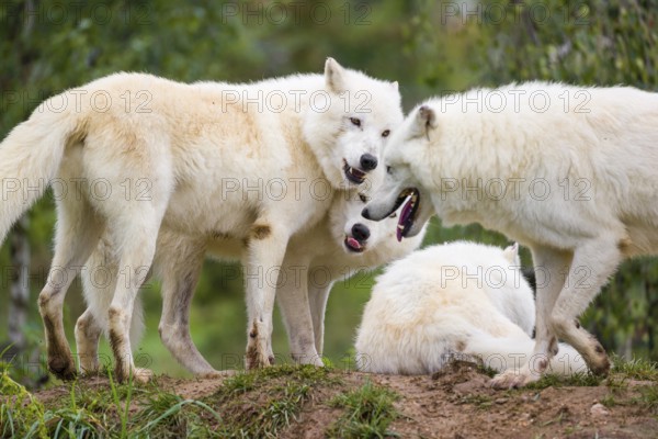 A pack of Arctic wolves (Canis lupus arctos) stands on a small hill