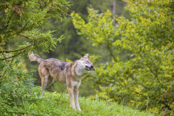 A eurasian gray wolf (Canis lupus lupus) stands on hilly terrain on a green meadow, shanking off the water from his fur