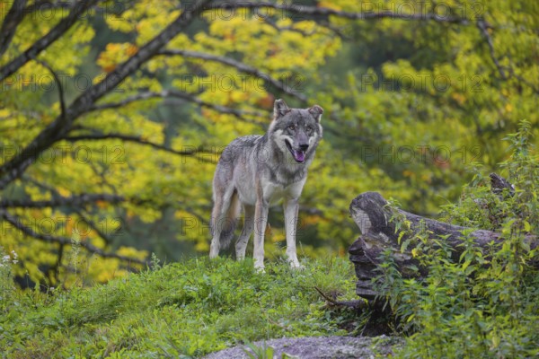 A eurasian gray wolf (Canis lupus lupus) stands on a hill with a colourful fall foliage in the background