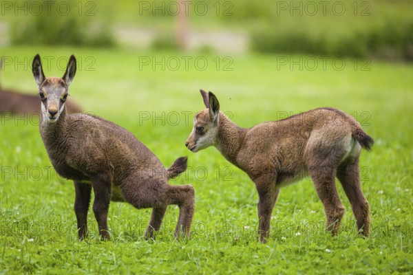 Two young Chamois (Rupicapra rupicapra) stand on a fresh green meadow