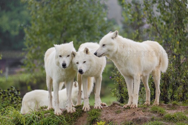 A pack of Arctic wolves (Canis lupus arctos) stands on a small hill