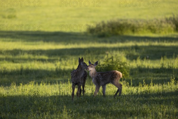 Two Altai maral calfs, Altai wapiti or Altai elk (Cervus canadensis sibiricus) roaming over a meadow in very late evening light