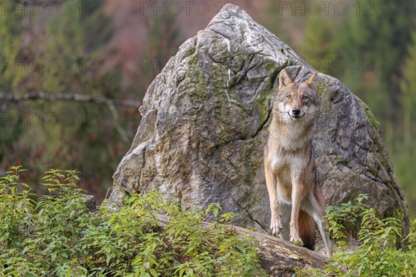 A female grey wolf (Canis lupus lupus) stands on a lying tree trunk in front of a rock on the top of a small hill