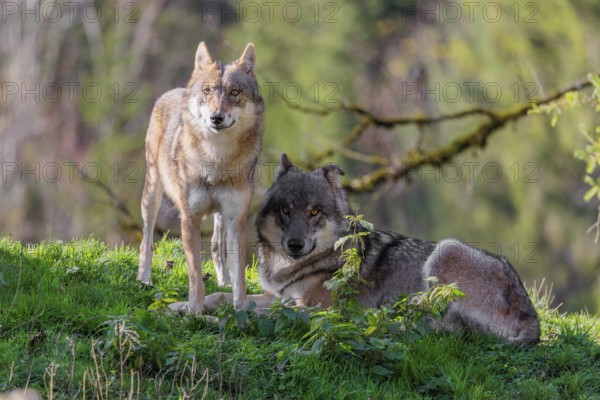 A male and a female eurasian grey wolf (Canis lupus lupus) stand on green meadow on top of a hill