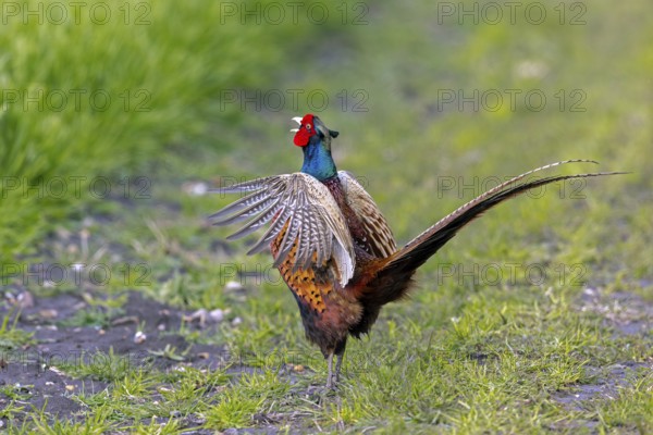Common pheasant (Phasianus colchicus) male, cock displaying by flapping wings and calling in field during the breeding season in spring