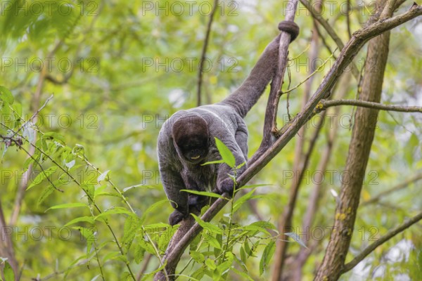 A common woolly monkey, brown woolly monkey, or Humboldt's woolly monkey (3) (Lagothrix lagothricha) climbs in a tree