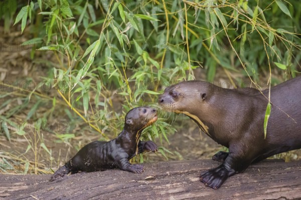 A two-year-old giant otter or giant river otter (Pteronura brasiliensis) cares for a 2-month-old sibling