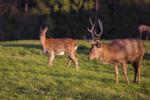 One male and one female Dybowsky deer (Cervus nippon hortulorum) stand on a green meadow. First morning light