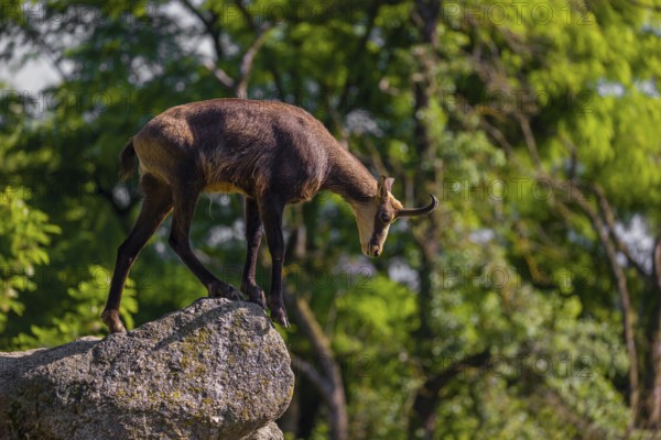 An adult Chamois (Rupicapra rupicapra) stands on a rock. A green forest is in the background