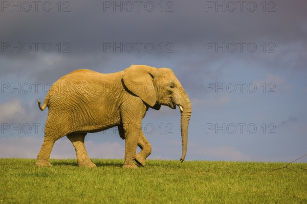 An adult female African elephant (Loxodonta africana) walks across a meadow in nice light