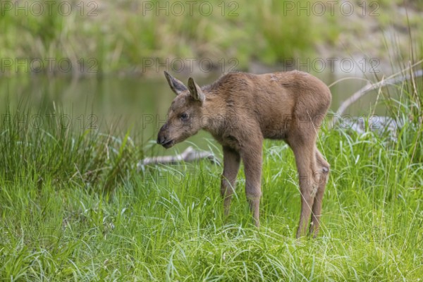 One baby moose or elk, Alces alces, (19 days old, born May 8, 2020) standing on a meadow with fresh green grass. A little pond in the background