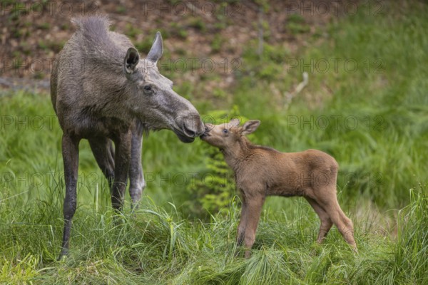 Kisses from Mama. One adult female moose or elk, Alces alces, with one baby moose (19 days old, born May 8, 2020) standing kissing on a meadow with fresh green grass