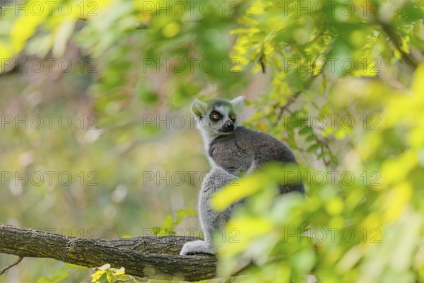 A ring-tailed lemur (Lemur catta) sits high up in a tree on a branch between fresh green leaves