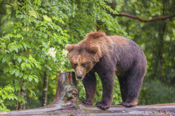 A young male Eurasian brown bear (Ursus arctos arctos) walks on a rotting log lying on the ground