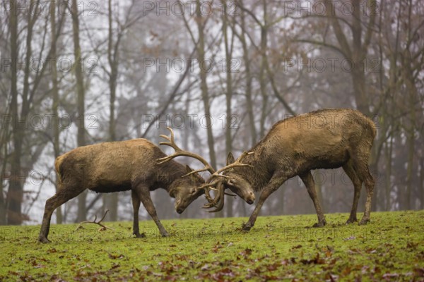 Two red deer (Cervus elaphus) stand in a meadow on a foggy day and playfully fight outside the rutting season