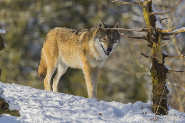 A young grey wolf (Canis lupus lupus) stands on a sloping, snow-covered meadow at the edge of a forest on a cold, sunny day