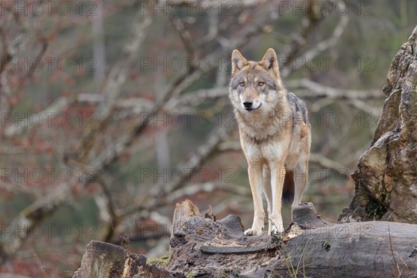 An adult female grey wolf (Canis lupus lupus) stands on a rotting tree trunk in front of a rock on a cloudy day and observes the surroundings