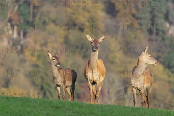 Two adult red deer hinds (Cervus elaphus) and a calf are standing in a meadow in the beautiful morning light. A forest with autumn leaves can be seen in the background