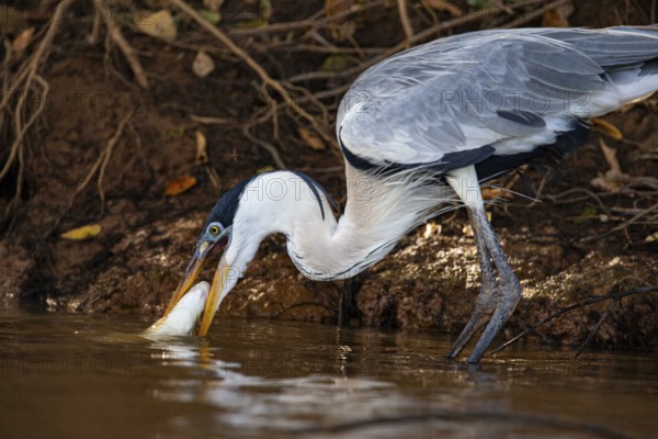 Cocoi Heron (Ardea cocoi) Pantanal Brazil