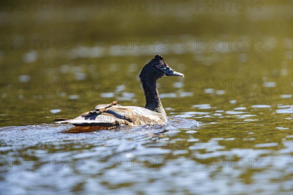 Muscovy duck (Cairina moschata) Pantanal Brazil