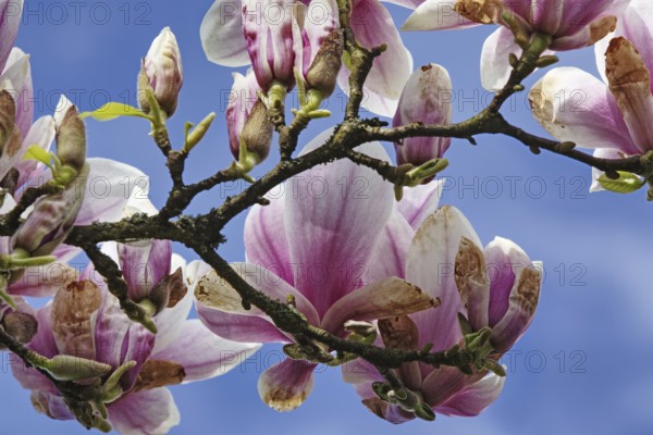 Magnolia branch with several pink flowers against the blue sky, Siegen, North Rhine-Westphalia, Germany, Europe