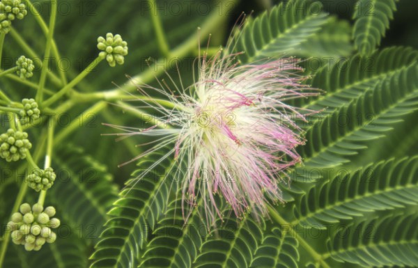 Close-up of the blossom of the silk tree (Albizia julibrissin) with filigree leaves, Nettetal, North Rhine-Westphalia, Germany, Europe