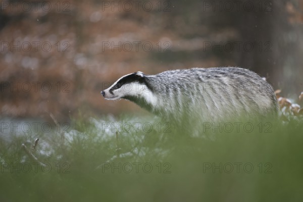 Badger in the snow, Wittlich, Rhineland-Palatinate, Germany, Europe