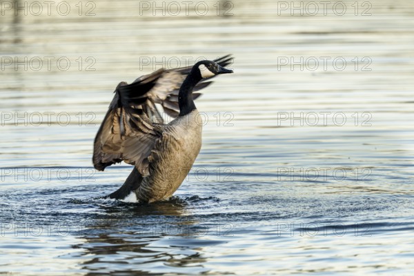 Canada goose (Branta canadensis), Vulkaneifel, Rhineland-Palatinate, Germany, Europe