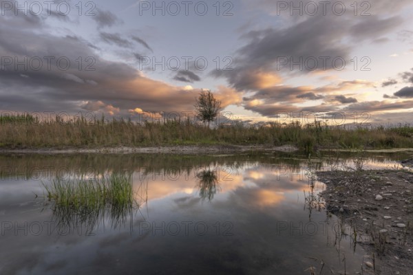 A body of water with a tree in the foreground. The water is calm and the sky is cloudy. Bas-Rhin, Alsace, Grand Est, France, Europe
