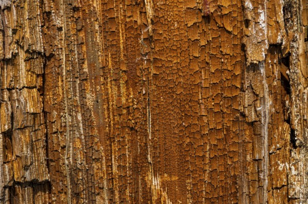 Surface of weathered and cracked wood