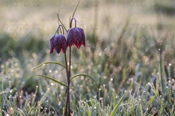 Snake's Head Fritillary (Fritillaria meleagris), Emsland, Lower Saxony, Germany, Europe