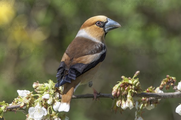 A male hawfinch (Coccothraustes coccothraustes) sitting on the blossoming branch of a cherry tree with blurred background, Baden-Württemberg, Germany, Europe