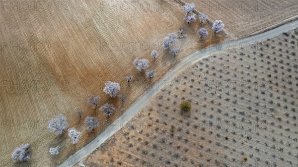 Aerial view, blossoming almond trees, plantation, Andalusia, Spain, Europe