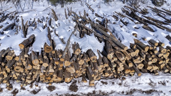 Tree trunks stored after cutting and before being transported to the pulp mill. Region of La Mauricie. Province of Quebec. Canada
