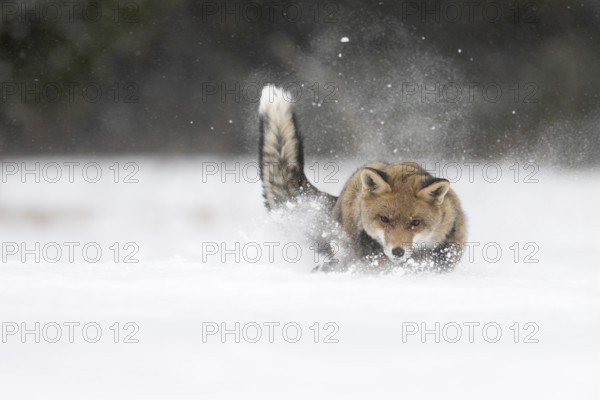 Red fox in the snow, Steinborn, Rhineland-Palatinate, Germany, Europe