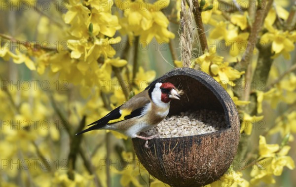 Goldfinch (Carduelis carduelis) in the forsythia eating sunflower seeds from a coconut