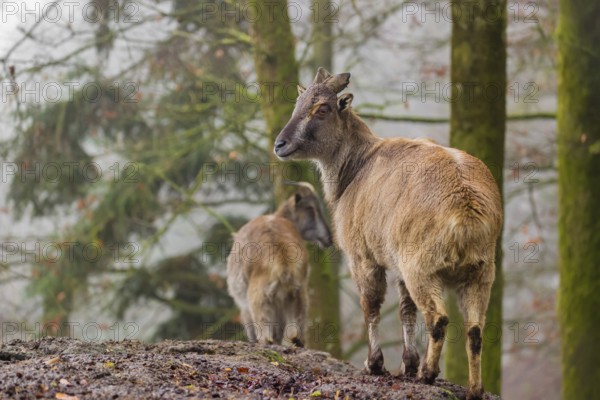 Two female Himalayan Tahr (Hemitragus jemlahicus) stand in the forest on a foggy day