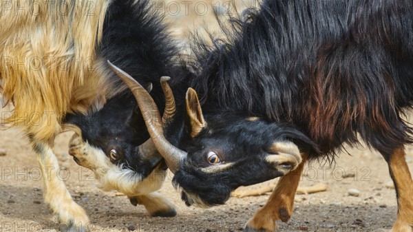 Two goats bump into each other with their horns, sheep (e) or goat (n), ovis, caprae, Crete, Greek Islands, Greece, Europe