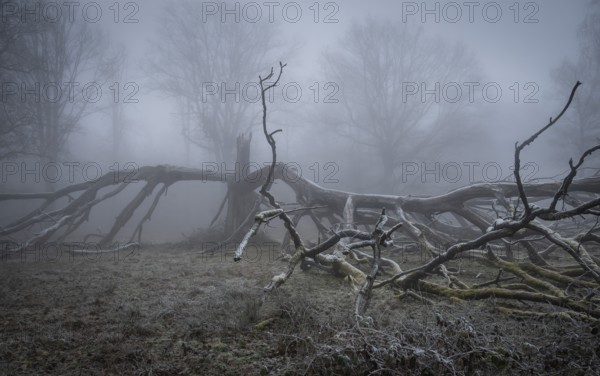 Old, lightning-split, solitary oak tree on a cold and foggy day, Hohenlohe, Baden-Württemberg, Germany, Europe