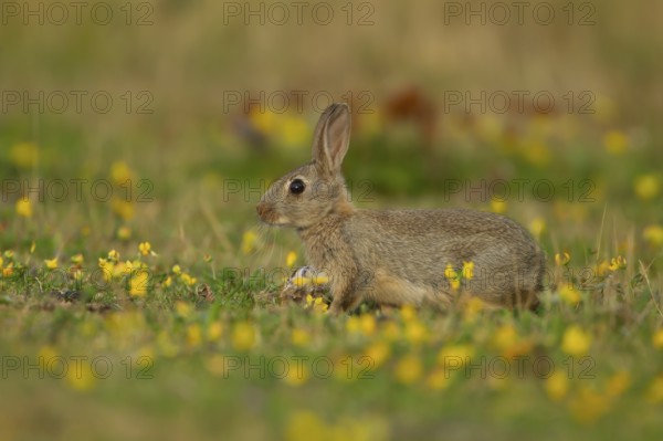 Rabbit (Oryctolagus cuniculus) wild adult animal in grassland with yellow summer flowers, England, United Kingdom, Europe