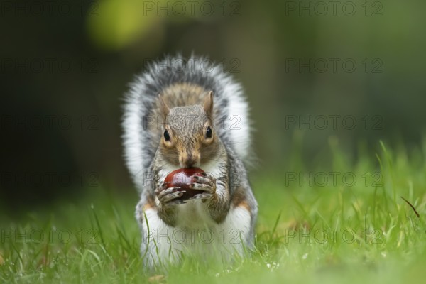 Grey squirrel (Sciurus carolinensis) adult animal feeding on a Horse chestnut tree nut or conker in the autumn, England, United Kingdom, Europe