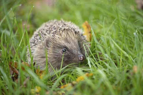 European hedgehog (Erinaceus europaeus) adult animal amongst fallen autumn leaves on a garden lawn, England, United Kingdom, Europe