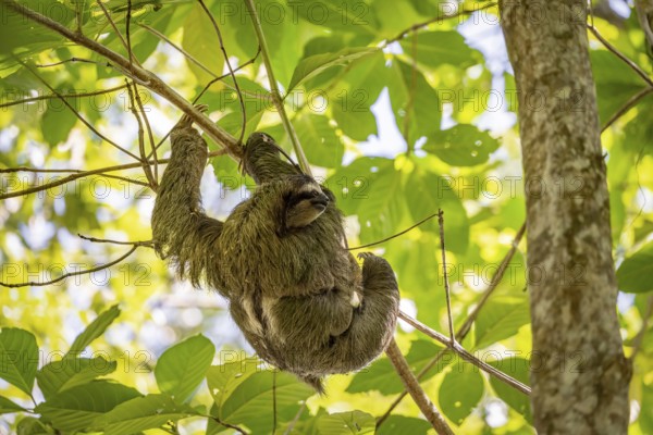 Brown-throated sloth (Bradypus variegatus) with young in a tree, Cahuita National Park, Costa Rica, Central America