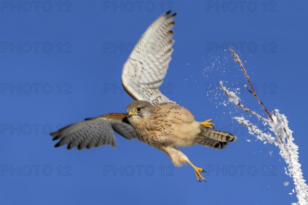 Kestrel (Falco tinnunculus), female, Schlitters, Tyrol, Austria, Europe