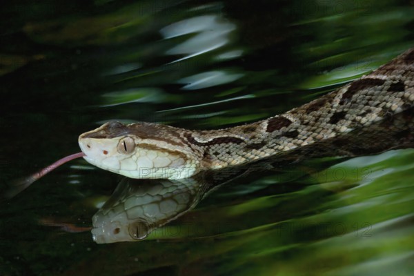 Fer de Lance (Bothrops lanceolatus) swimming, Costa Rica, Central America