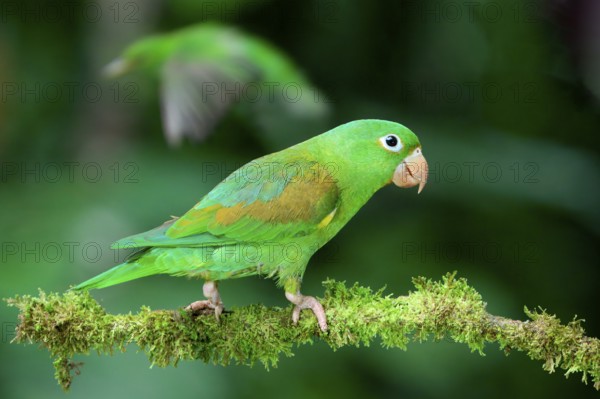 Orange-chinned Parakeet (Brotogeris jugularis) sitting on a branch, Costa Rica, Central America
