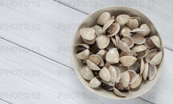 Freshly frozen vongole clams, on a light plate, top view, no people