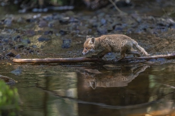 One young red fox, Vulpes vulpes, walking through a shallow forest creek in late light. Searching for food
