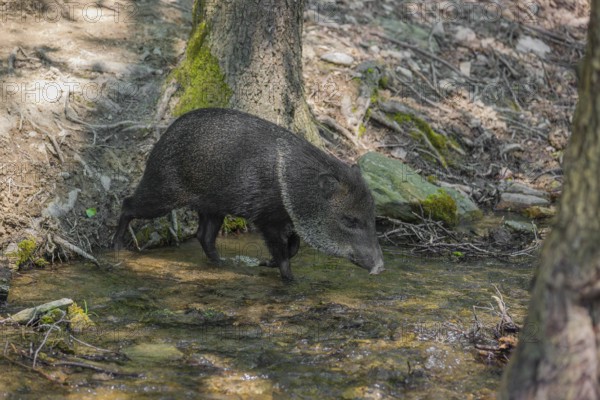 A collared peccary (Dicotyles tajacu) crosses a small creek in a forest