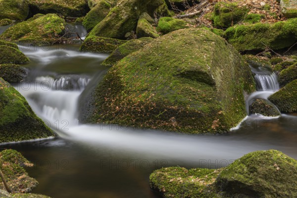 Kleine Ohe creek below Waldhaeuser village in the Bavarian Forest Nationalpark. Flowing water, little cascades, mossy stones and fresh green vegetation